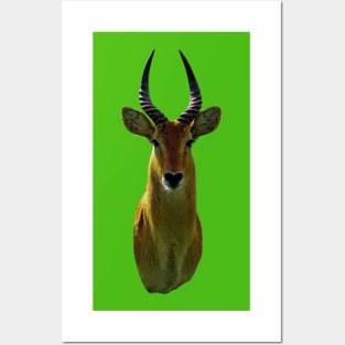 Antelope An Animal Portrait Posters and Art